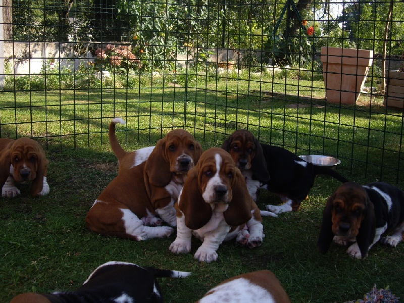 Calimilice - Basset Hound - Portée née le 03/07/2008