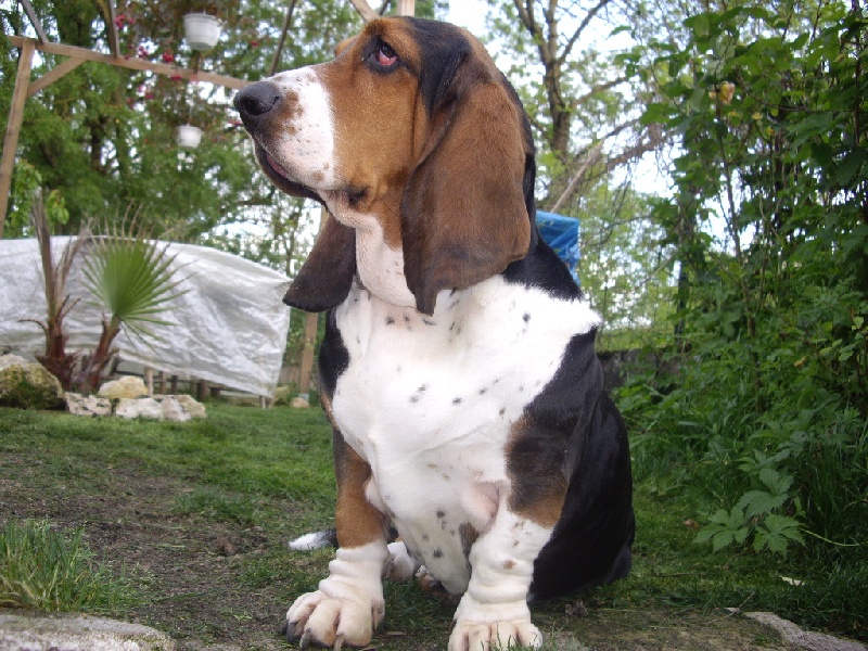A'bernadette du Haras de la Vergne