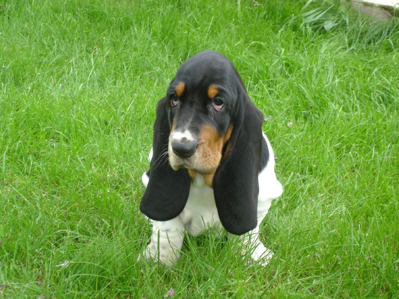 ****Quatrième portée : chiots de Bernadette et Freud