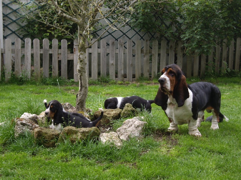 Calimilice - Basset Hound - Portée née le 21/03/2012
